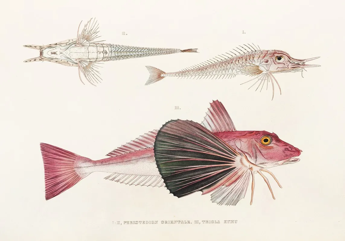 Fauna Japonica Pl 023 Wall Art by Philipp Franz Balthasar von Siebold - High-Resolution Digital Print