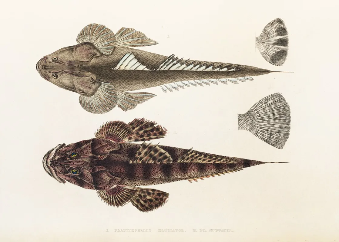 Fauna Japonica Pl 025 Wall Art by Philipp Franz Balthasar von Siebold - High-Resolution Digital Print