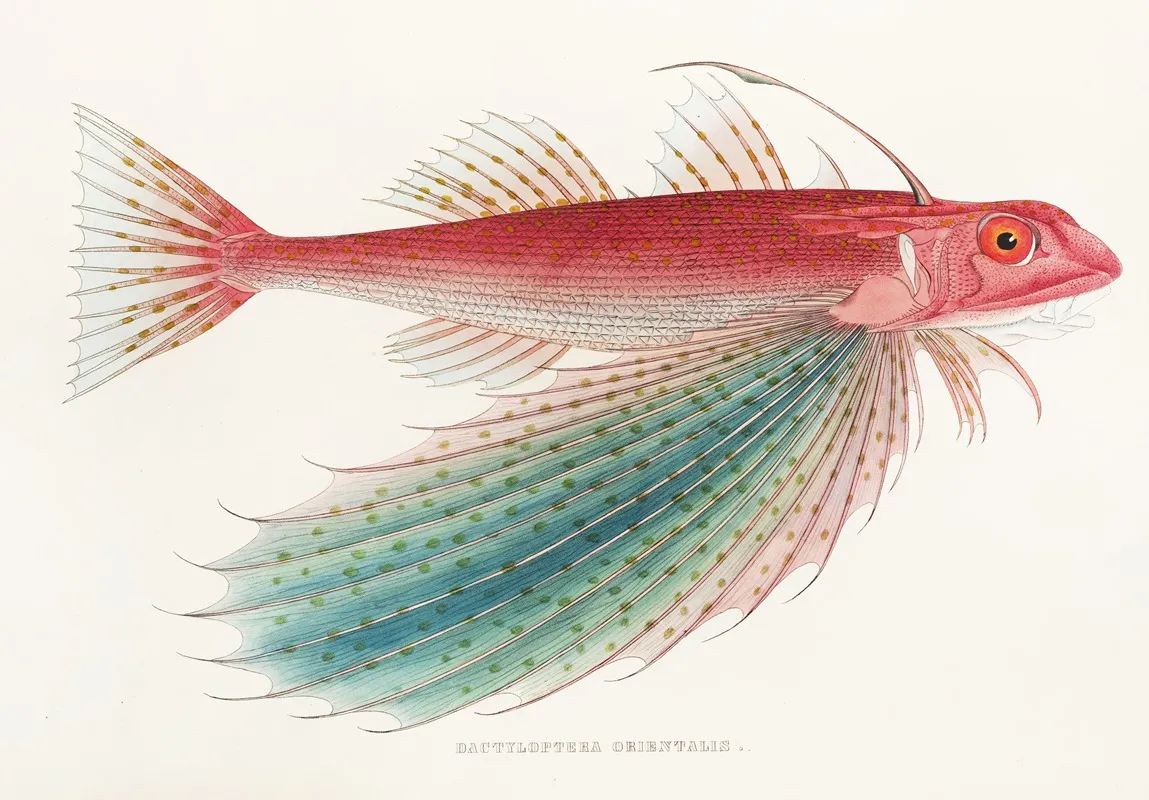 Fauna Japonica Pl 026 Wall Art by Philipp Franz Balthasar von Siebold - High-Resolution Digital Print