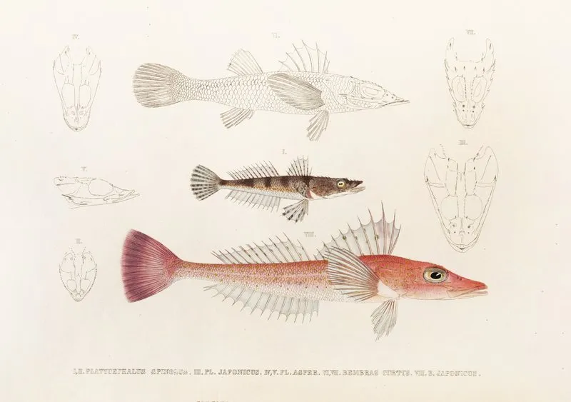 Fauna Japonica Pl 027 Wall Art by Philipp Franz Balthasar von Siebold - High-Resolution Digital Print