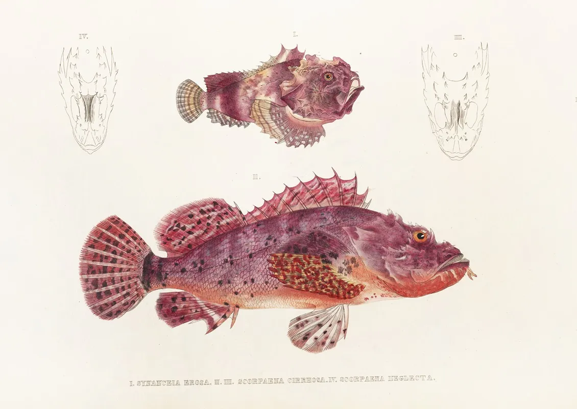 Fauna Japonica Pl 028 Wall Art by Philipp Franz Balthasar von Siebold - High-Resolution Digital Print