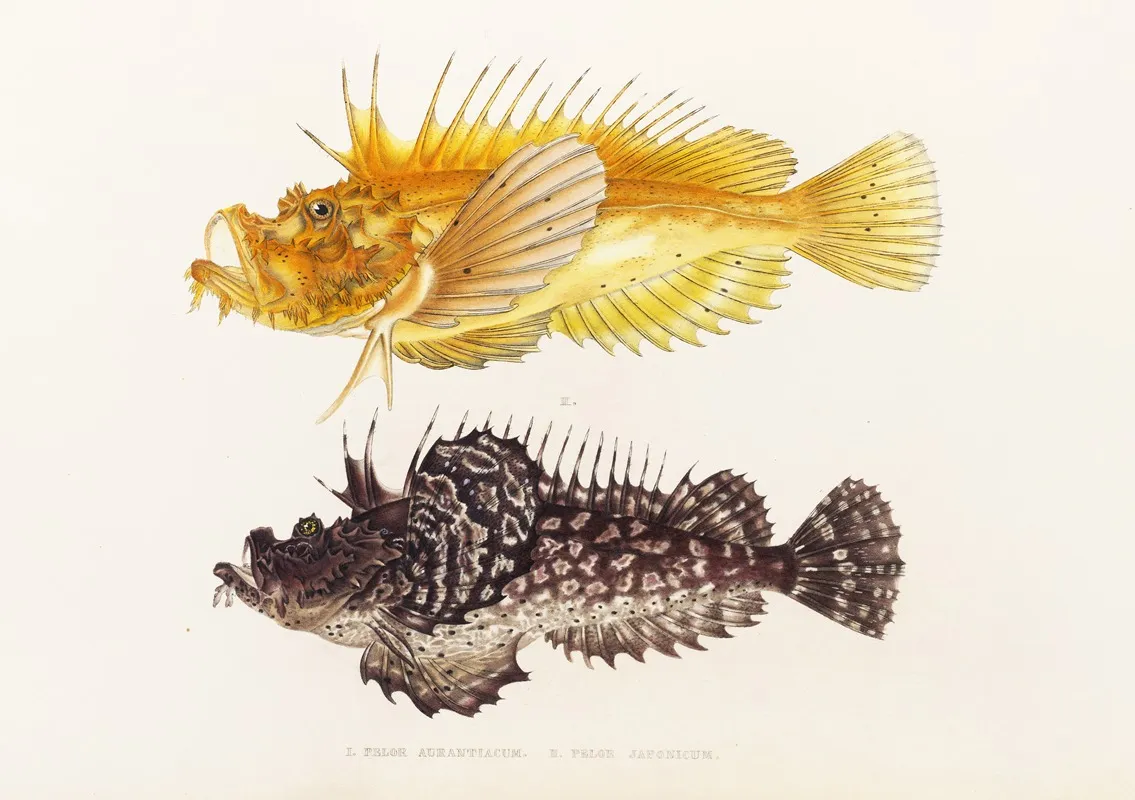 Fauna Japonica Pl 029 Wall Art by Philipp Franz Balthasar von Siebold - High-Resolution Digital Print