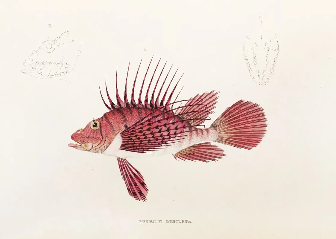 Fauna Japonica Pl 030 Wall Art by Philipp Franz Balthasar von Siebold - High-Resolution Digital Print