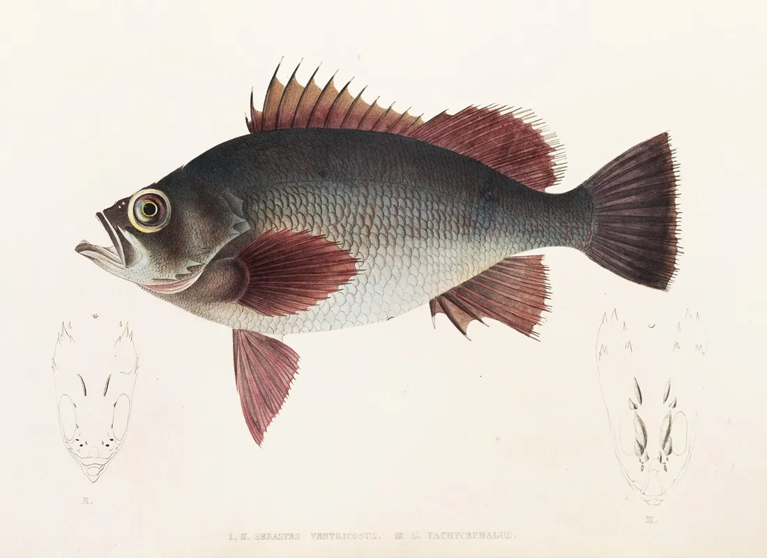 Fauna Japonica Pl 031 Wall Art by Philipp Franz Balthasar von Siebold - High-Resolution Digital Print