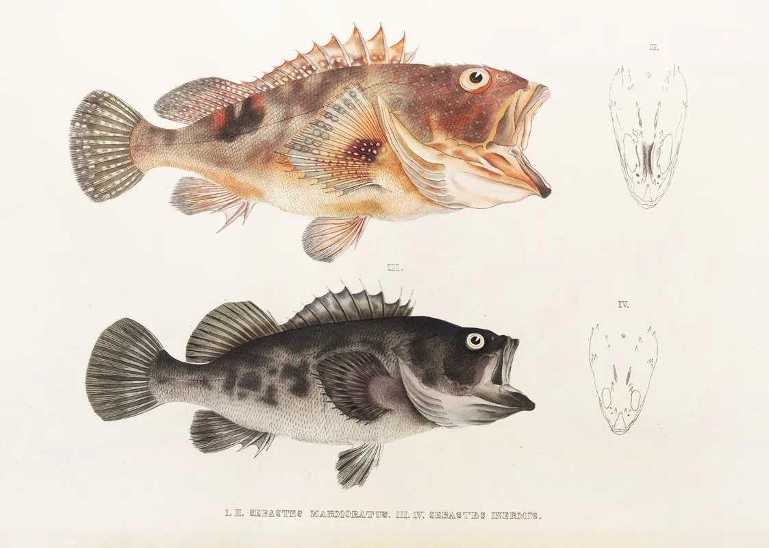 Fauna Japonica Pl 032 Wall Art by Philipp Franz Balthasar von Siebold - High-Resolution Digital Print