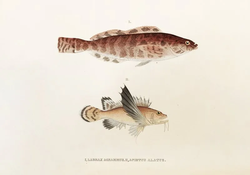 Fauna Japonica Pl 034 Wall Art by Philipp Franz Balthasar von Siebold - High-Resolution Digital Print