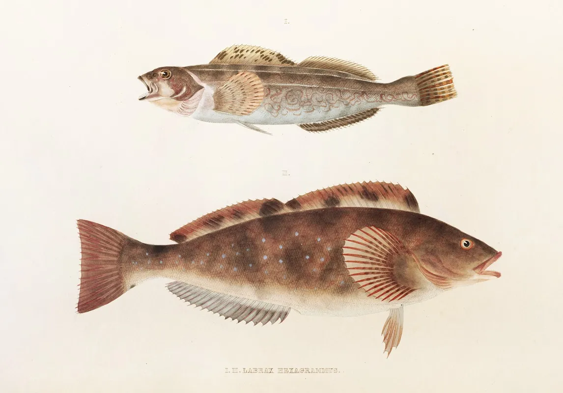 Fauna Japonica Pl 035 Wall Art by Philipp Franz Balthasar von Siebold - High-Resolution Digital Print