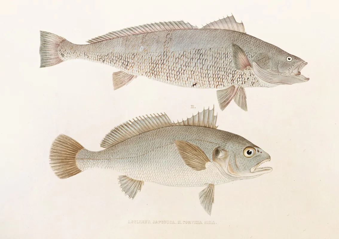 Fauna Japonica Pl 036 Wall Art by Philipp Franz Balthasar von Siebold - High-Resolution Digital Print