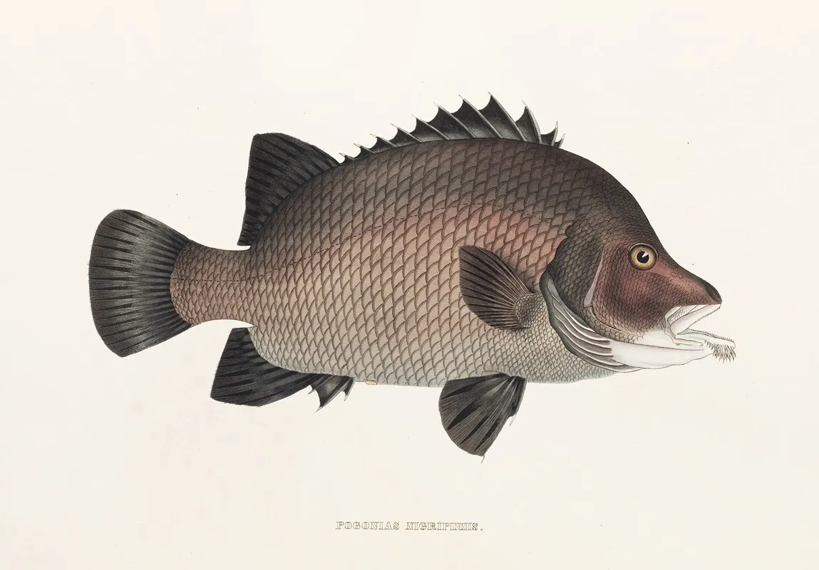 Fauna Japonica Pl 037 Wall Art by Philipp Franz Balthasar von Siebold - High-Resolution Digital Print