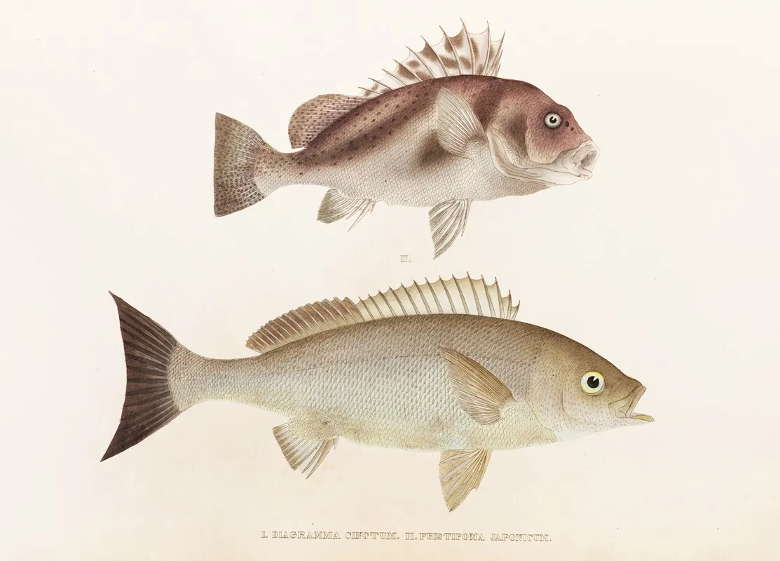 Fauna Japonica Pl 038 Wall Art by Philipp Franz Balthasar von Siebold - High-Resolution Digital Print