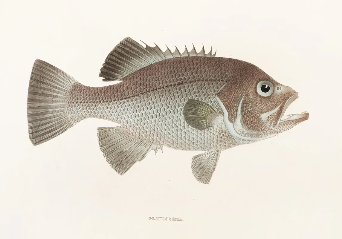 Fauna Japonica Pl 040 Wall Art by Philipp Franz Balthasar von Siebold - High-Resolution Digital Print