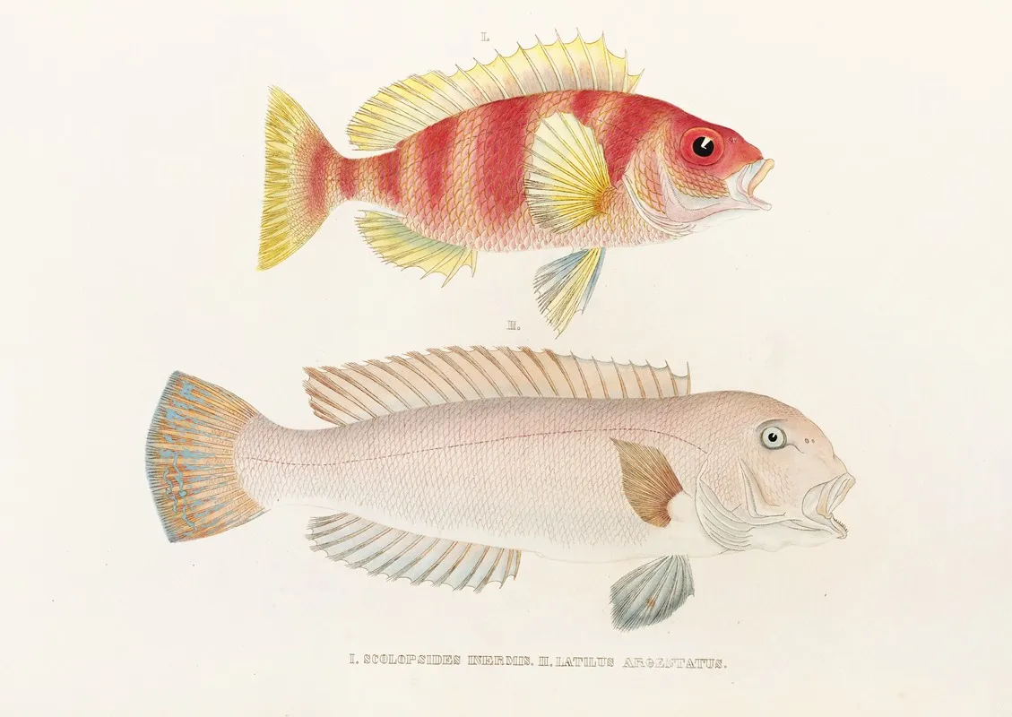 Fauna Japonica Pl 041 Wall Art by Philipp Franz Balthasar von Siebold - High-Resolution Digital Print