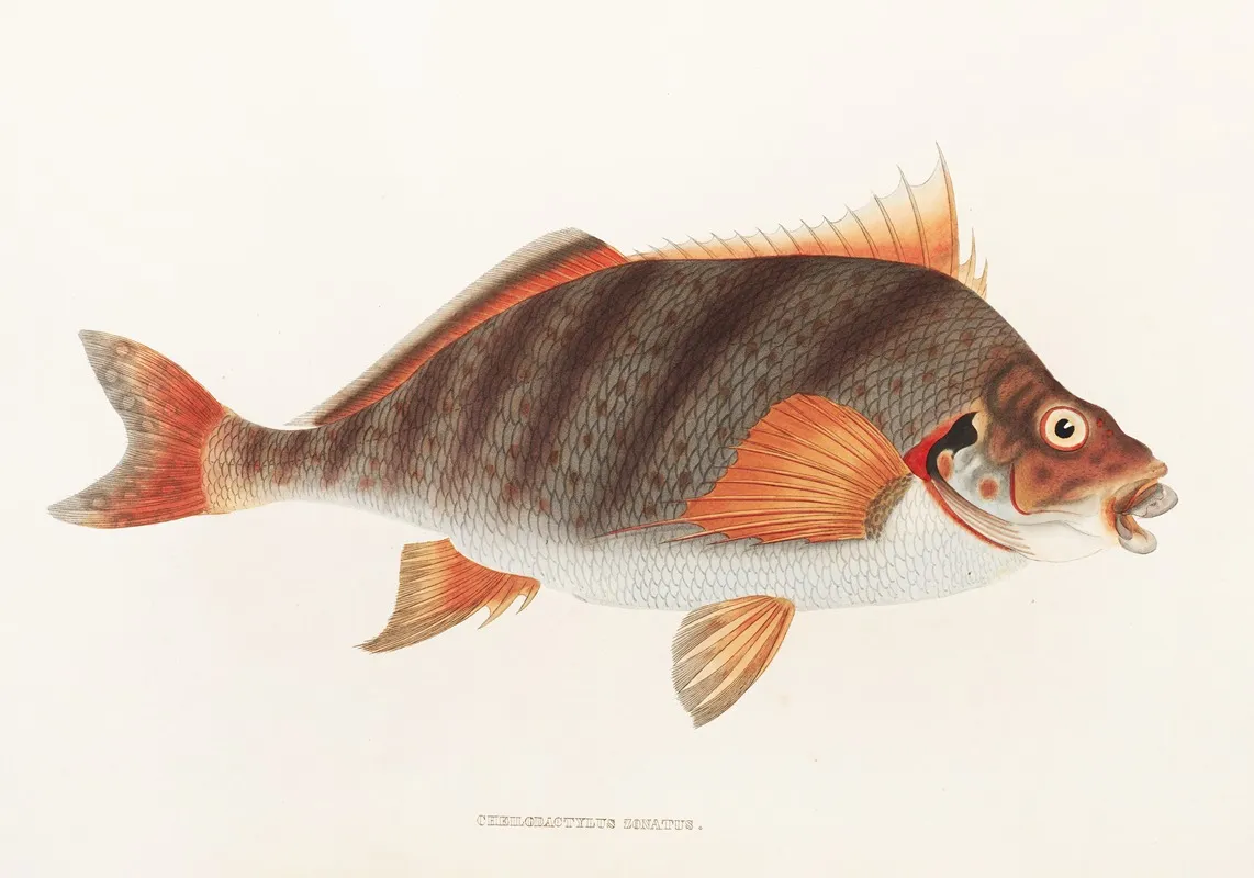 Fauna Japonica Pl 042 Wall Art by Philipp Franz Balthasar von Siebold - High-Resolution Digital Print