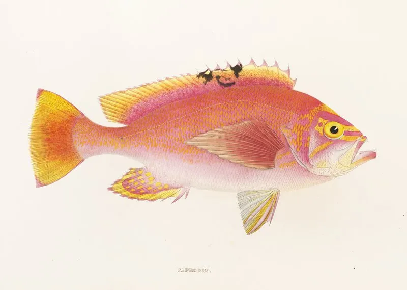 Fauna Japonica Pl 043 Wall Art by Philipp Franz Balthasar von Siebold - High-Resolution Digital Print