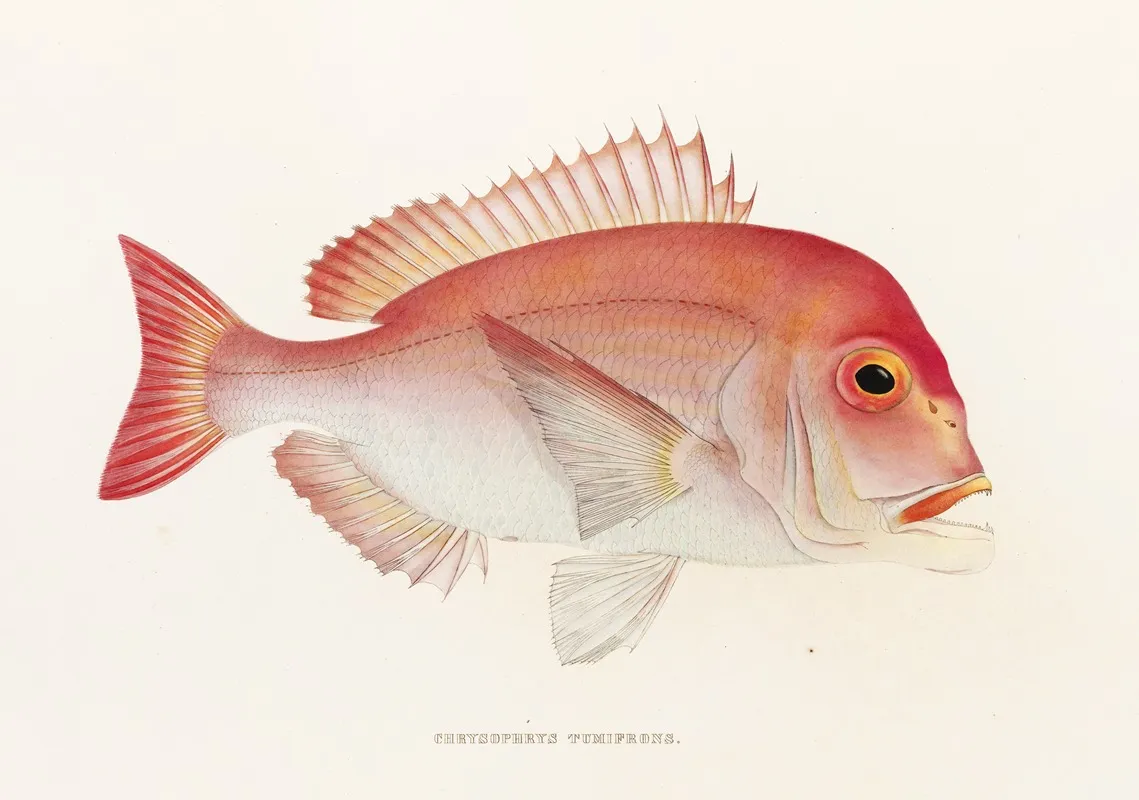 Fauna Japonica Pl 047 Wall Art by Philipp Franz Balthasar von Siebold - High-Resolution Digital Print