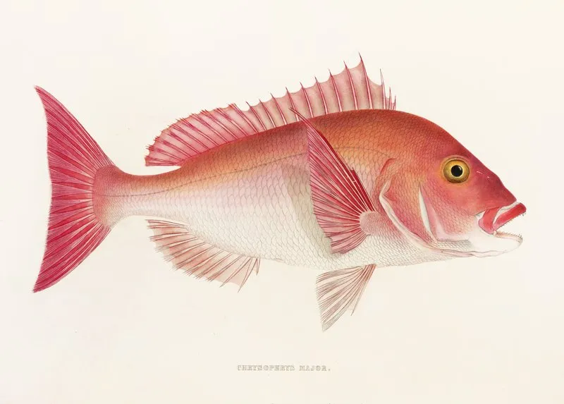 Fauna Japonica Pl 048 Wall Art by Philipp Franz Balthasar von Siebold - High-Resolution Digital Print