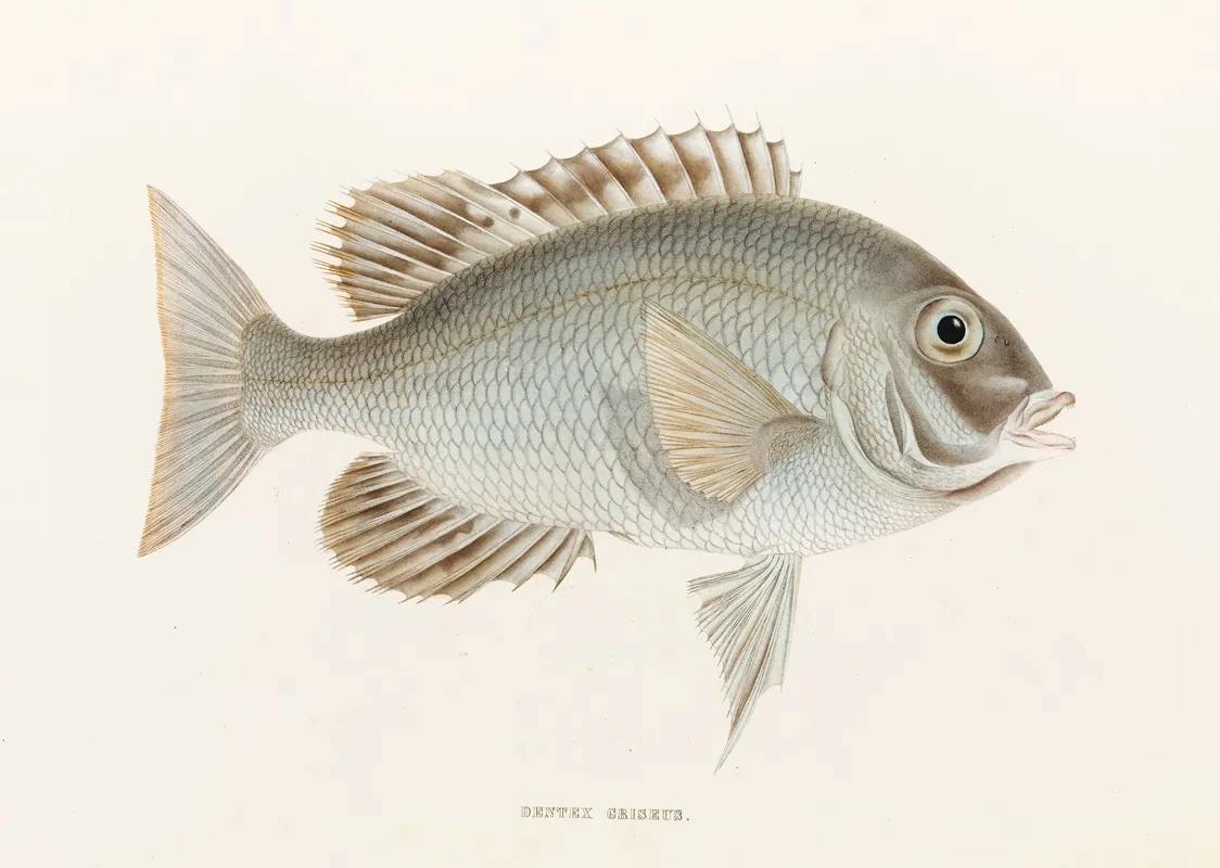 Fauna Japonica Pl 049 Wall Art by Philipp Franz Balthasar von Siebold - High-Resolution Digital Print