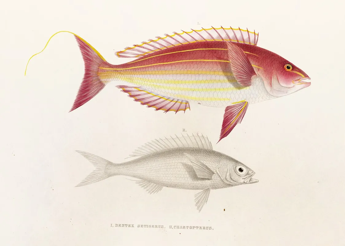 Fauna Japonica Pl 050 Wall Art by Philipp Franz Balthasar von Siebold - High-Resolution Digital Print