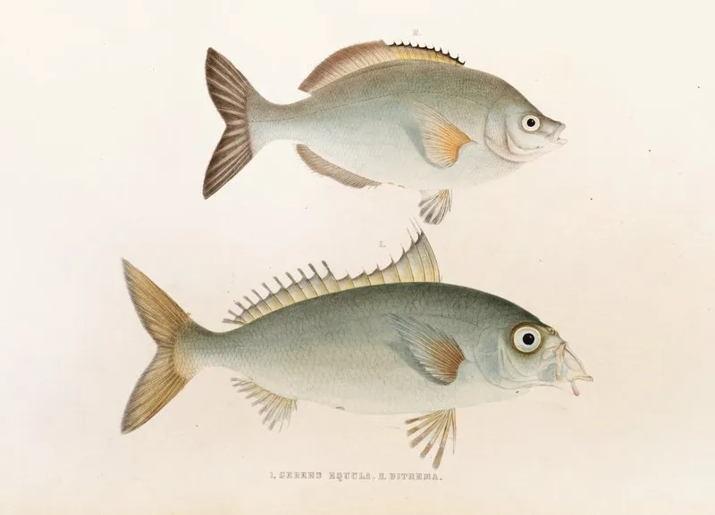 Fauna Japonica Pl 053 Wall Art by Philipp Franz Balthasar von Siebold - High-Resolution Digital Print