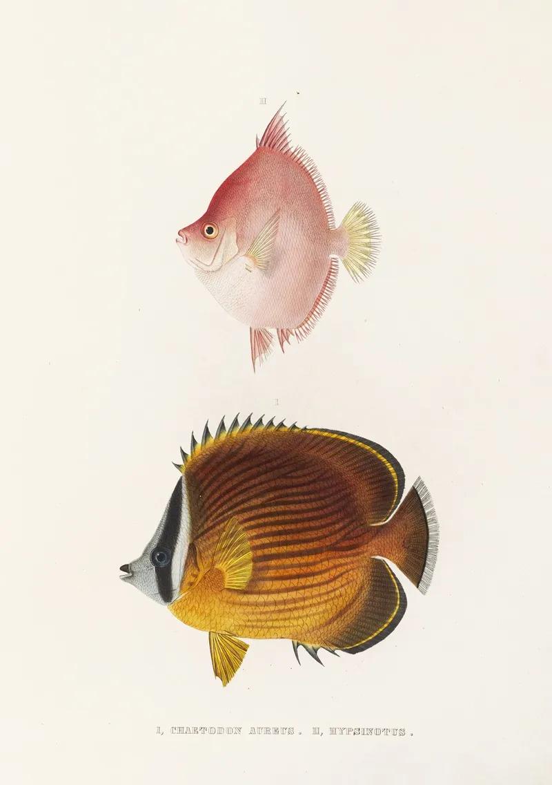 Fauna Japonica Pl 055 Wall Art by Philipp Franz Balthasar von Siebold - High-Resolution Digital Print