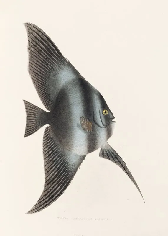Fauna Japonica Pl 056 Wall Art by Philipp Franz Balthasar von Siebold - High-Resolution Digital Print