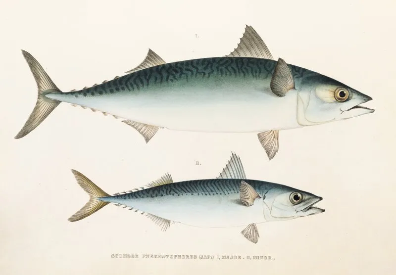 Fauna Japonica Pl 060 Wall Art by Philipp Franz Balthasar von Siebold - High-Resolution Digital Print