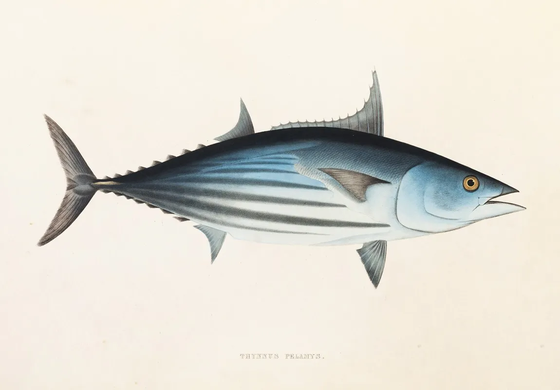 Fauna Japonica Pl 062 Wall Art by Philipp Franz Balthasar von Siebold - High-Resolution Digital Print