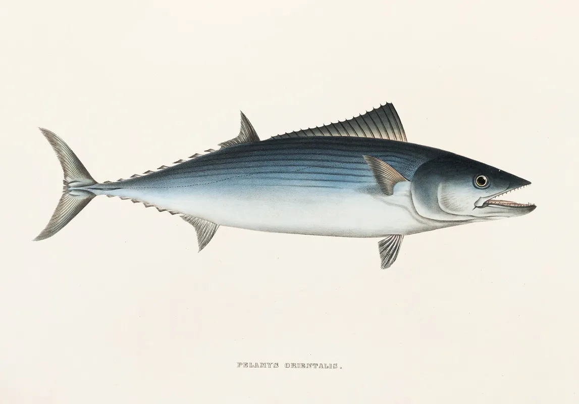 Fauna Japonica Pl 065 Wall Art by Philipp Franz Balthasar von Siebold - High-Resolution Digital Print
