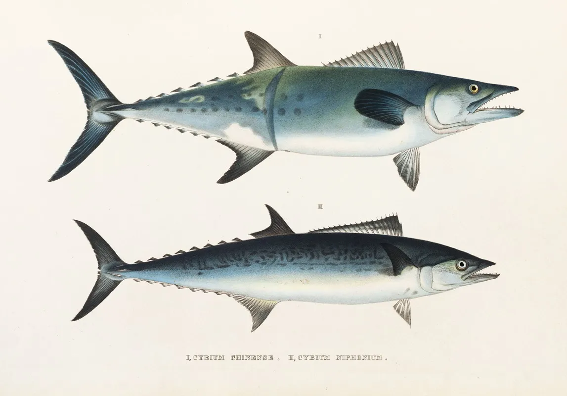 Fauna Japonica Pl 066 Wall Art by Philipp Franz Balthasar von Siebold - High-Resolution Digital Print