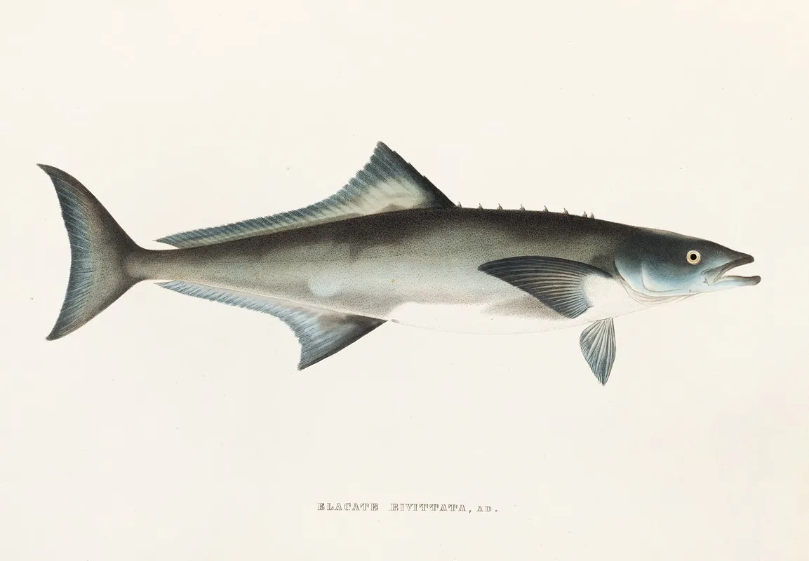 Fauna Japonica Pl 069 Wall Art by Philipp Franz Balthasar von Siebold - High-Resolution Digital Print