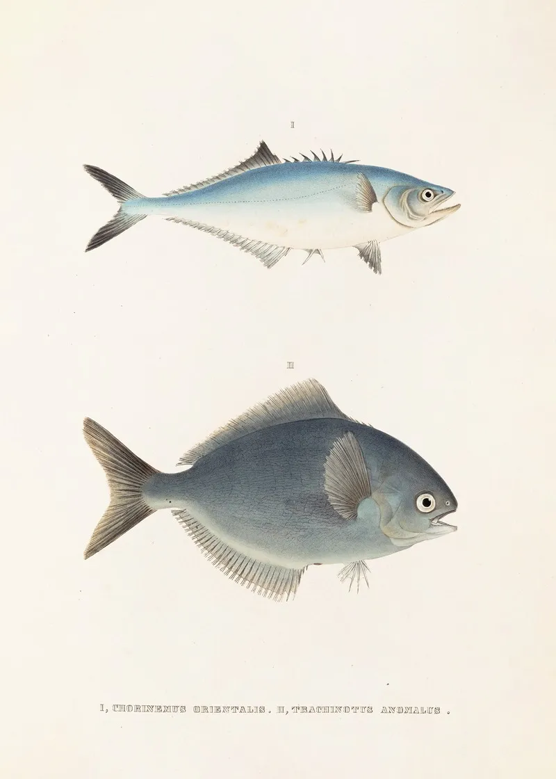 Fauna Japonica Pl 070 Wall Art by Philipp Franz Balthasar von Siebold - High-Resolution Digital Print