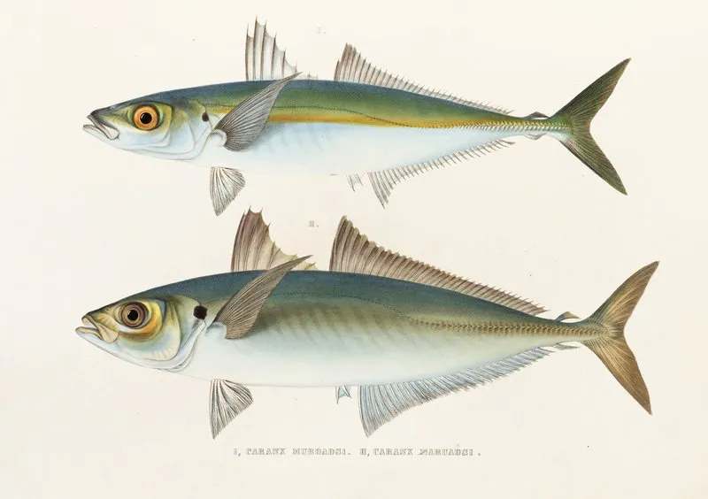 Fauna Japonica Pl 071 Wall Art by Philipp Franz Balthasar von Siebold - High-Resolution Digital Print
