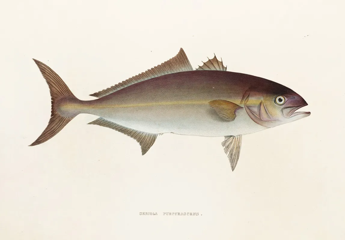 Fauna Japonica Pl 074 Wall Art by Philipp Franz Balthasar von Siebold - High-Resolution Digital Print