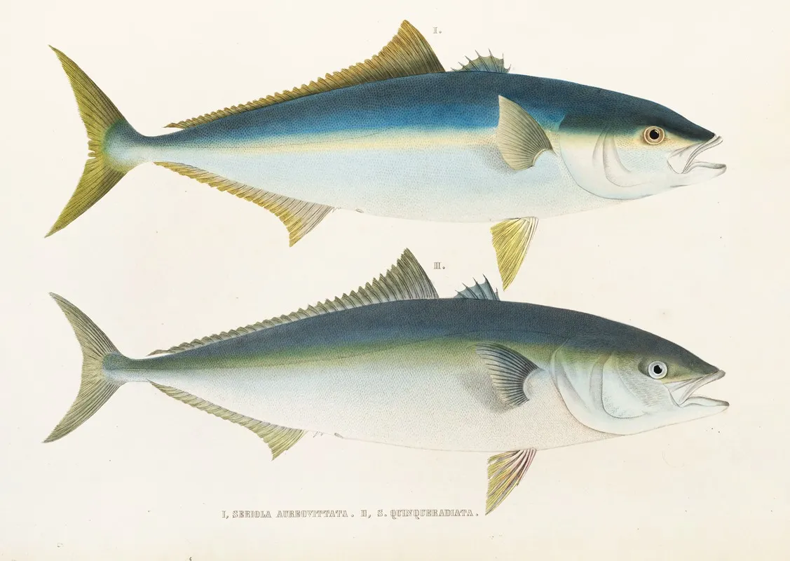 Fauna Japonica Pl 075 Wall Art by Philipp Franz Balthasar von Siebold - High-Resolution Digital Print