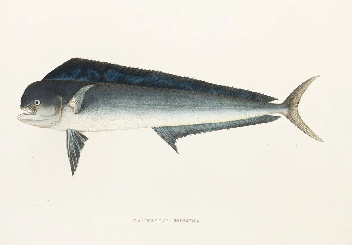Fauna Japonica Pl 077 Wall Art by Philipp Franz Balthasar von Siebold - High-Resolution Digital Print