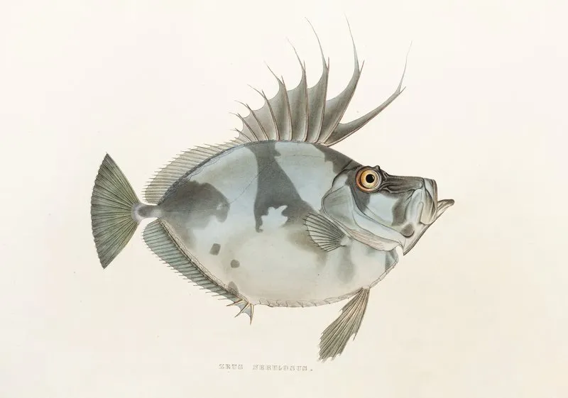 Fauna Japonica Pl 079 Wall Art by Philipp Franz Balthasar von Siebold - High-Resolution Digital Print
