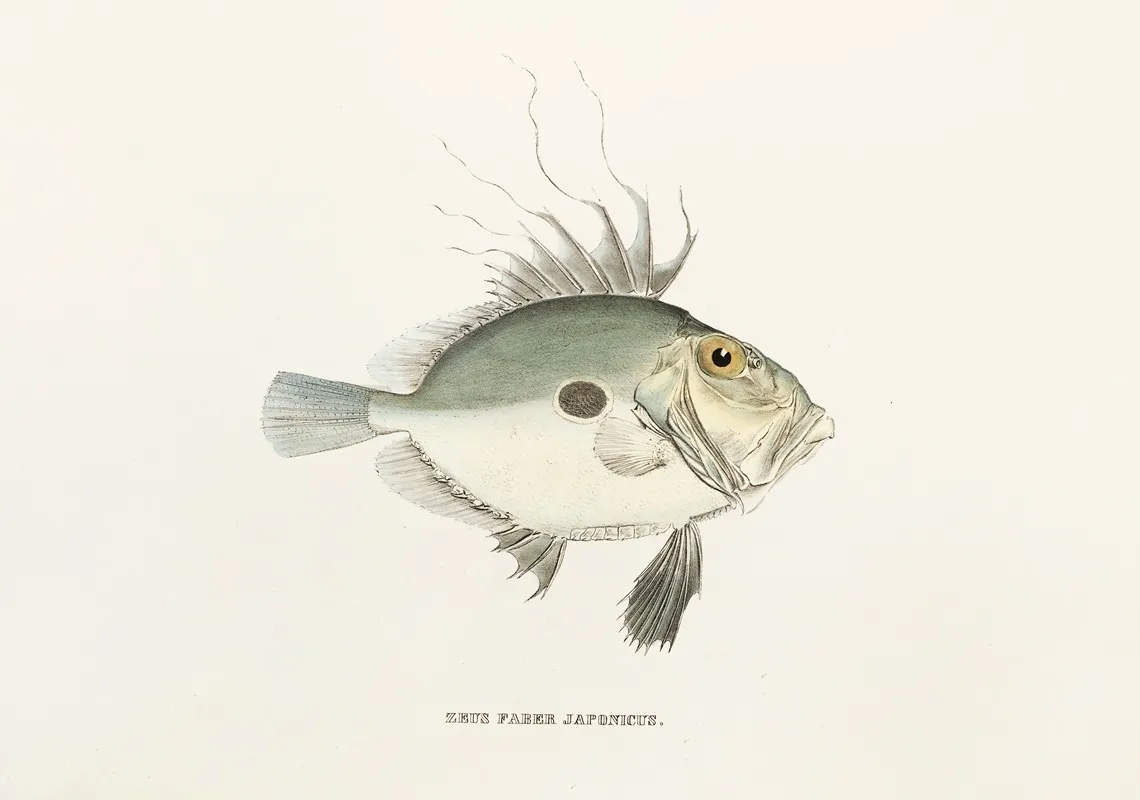 Fauna Japonica Pl 080 Wall Art by Philipp Franz Balthasar von Siebold - High-Resolution Digital Print