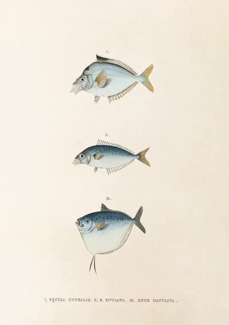 Fauna Japonica Pl 081 Wall Art by Philipp Franz Balthasar von Siebold - High-Resolution Digital Print