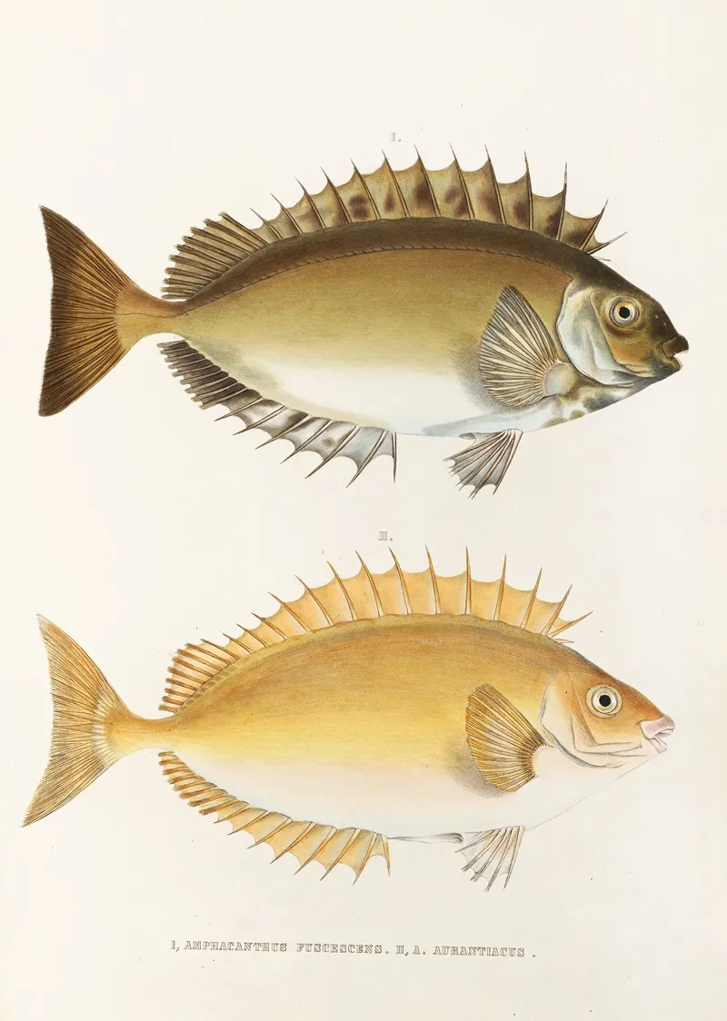 Fauna Japonica Pl 082 Wall Art by Philipp Franz Balthasar von Siebold - High-Resolution Digital Print