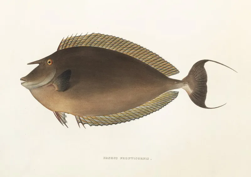 Fauna Japonica Pl 083 Wall Art by Philipp Franz Balthasar von Siebold - High-Resolution Digital Print