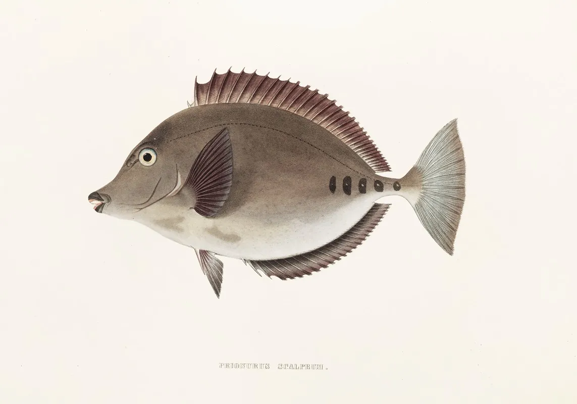 Fauna Japonica Pl 084 Wall Art by Philipp Franz Balthasar von Siebold - High-Resolution Digital Print