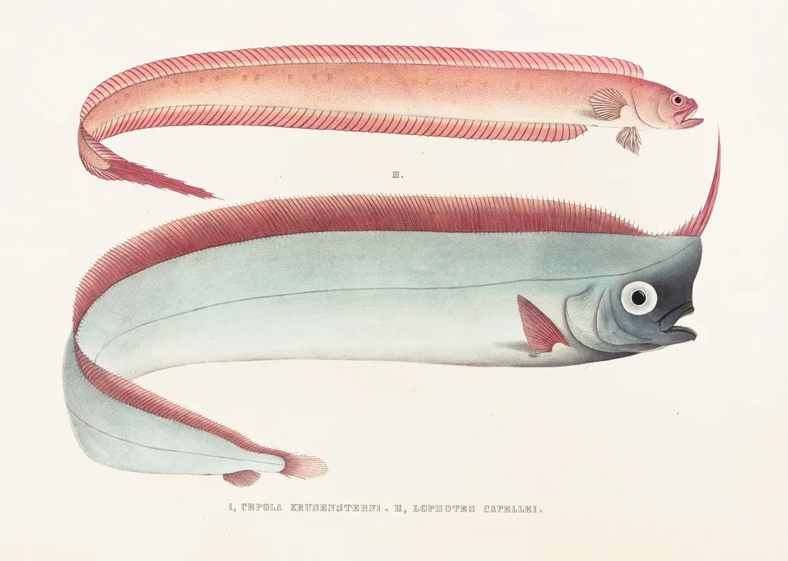 Fauna Japonica Pl 085 Wall Art by Philipp Franz Balthasar von Siebold - High-Resolution Digital Print