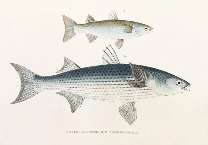 Fauna Japonica Pl 086 Wall Art by Philipp Franz Balthasar von Siebold - High-Resolution Digital Print