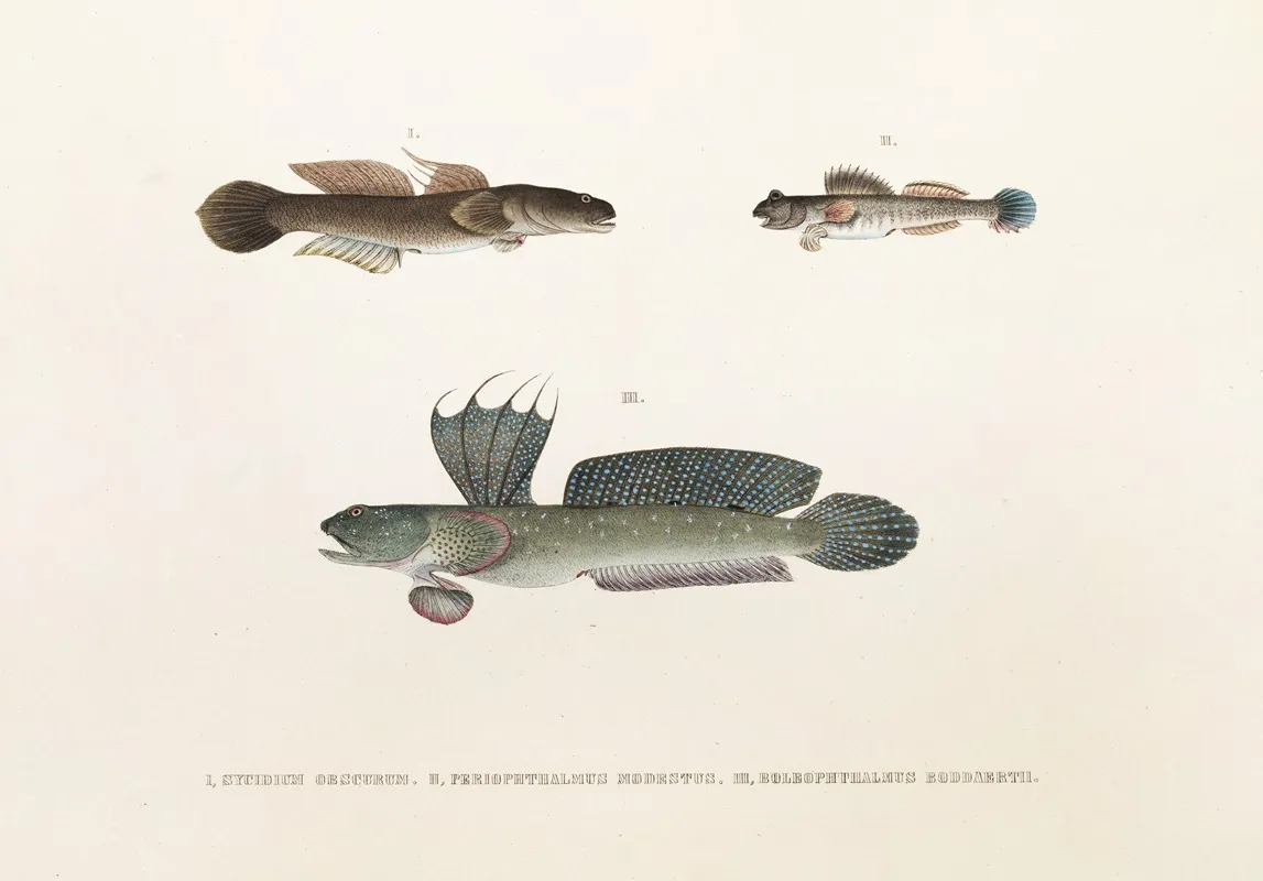 Fauna Japonica Pl 090 Wall Art by Philipp Franz Balthasar von Siebold - High-Resolution Digital Print