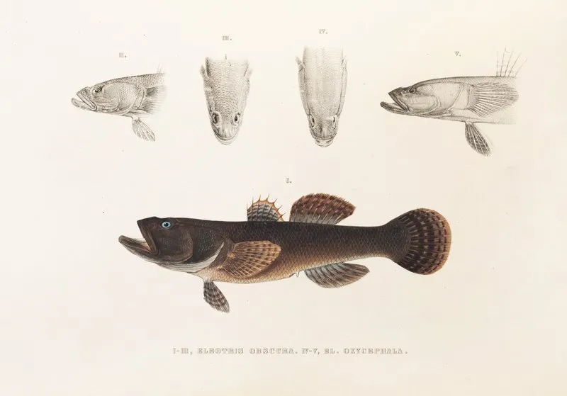 Fauna Japonica Pl 091 Wall Art by Philipp Franz Balthasar von Siebold - High-Resolution Digital Print
