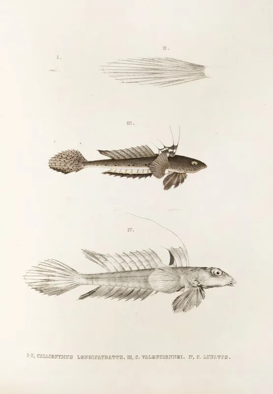 Fauna Japonica Pl 092 Wall Art by Philipp Franz Balthasar von Siebold - High-Resolution Digital Print