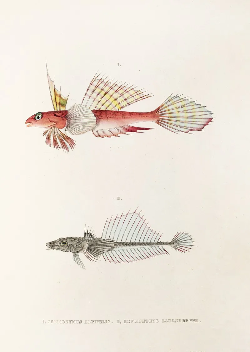 Fauna Japonica Pl 093 Wall Art by Philipp Franz Balthasar von Siebold - High-Resolution Digital Print