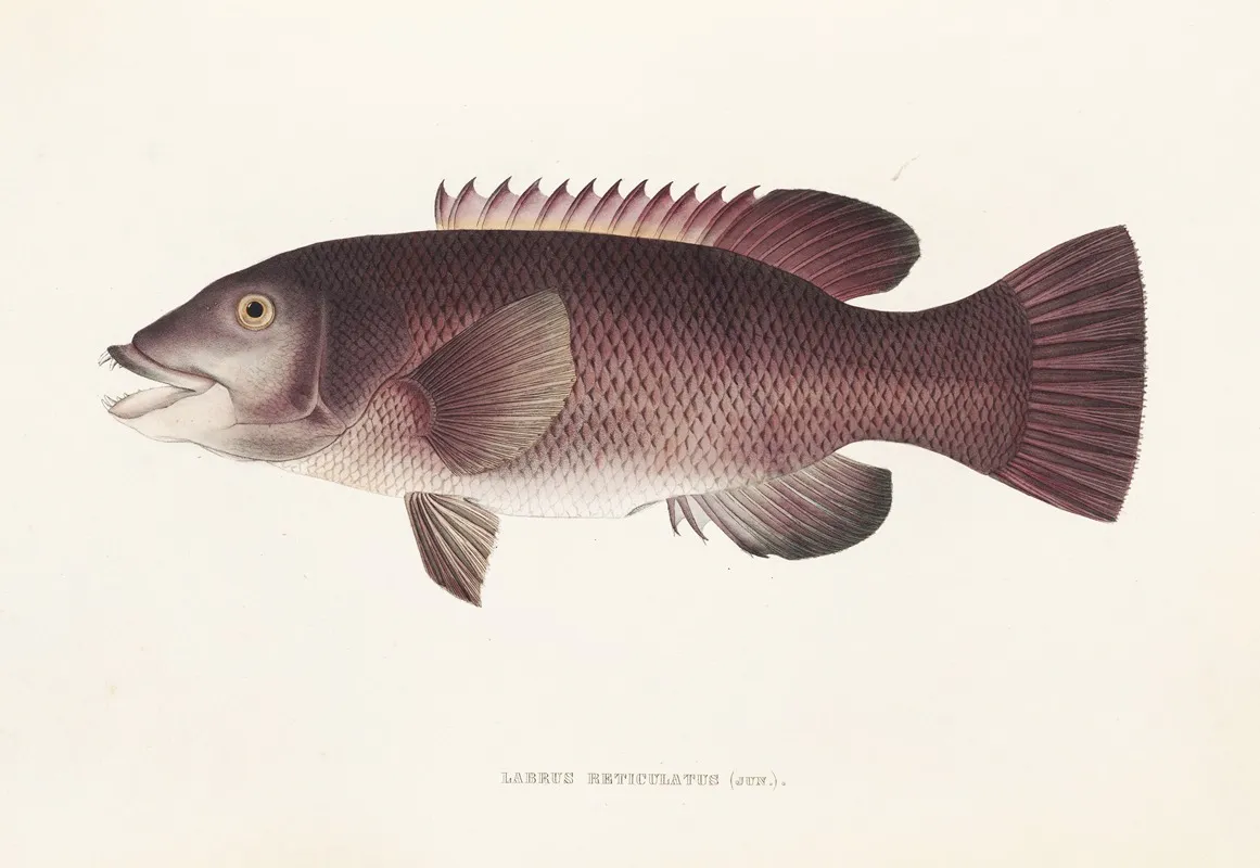 Fauna Japonica Pl 098 Wall Art by Philipp Franz Balthasar von Siebold - High-Resolution Digital Print