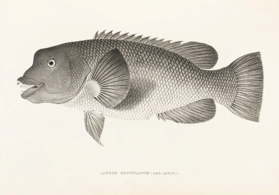 Fauna Japonica Pl 099 Wall Art by Philipp Franz Balthasar von Siebold - High-Resolution Digital Print