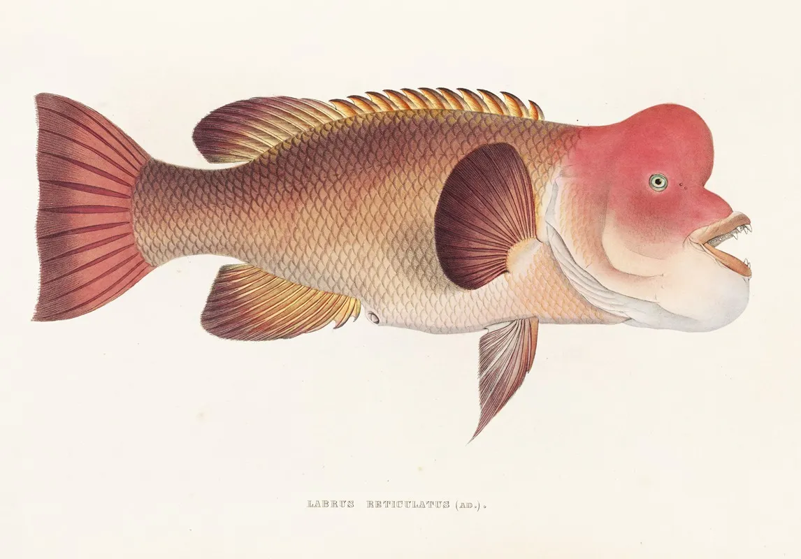 Fauna Japonica Pl 100 Wall Art by Philipp Franz Balthasar von Siebold - High-Resolution Digital Print